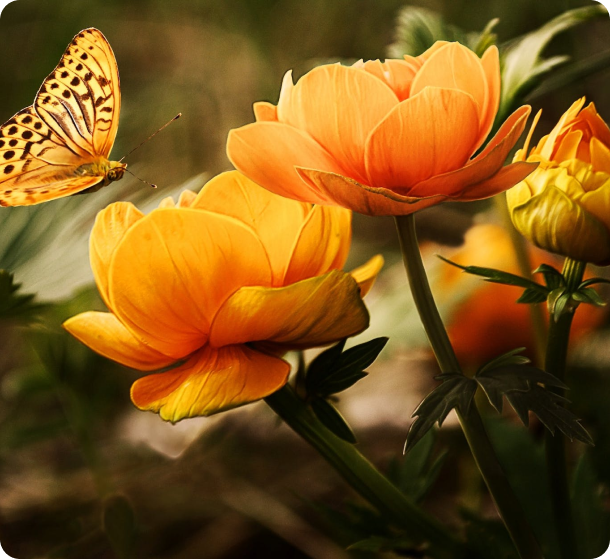 butterfly and flowers